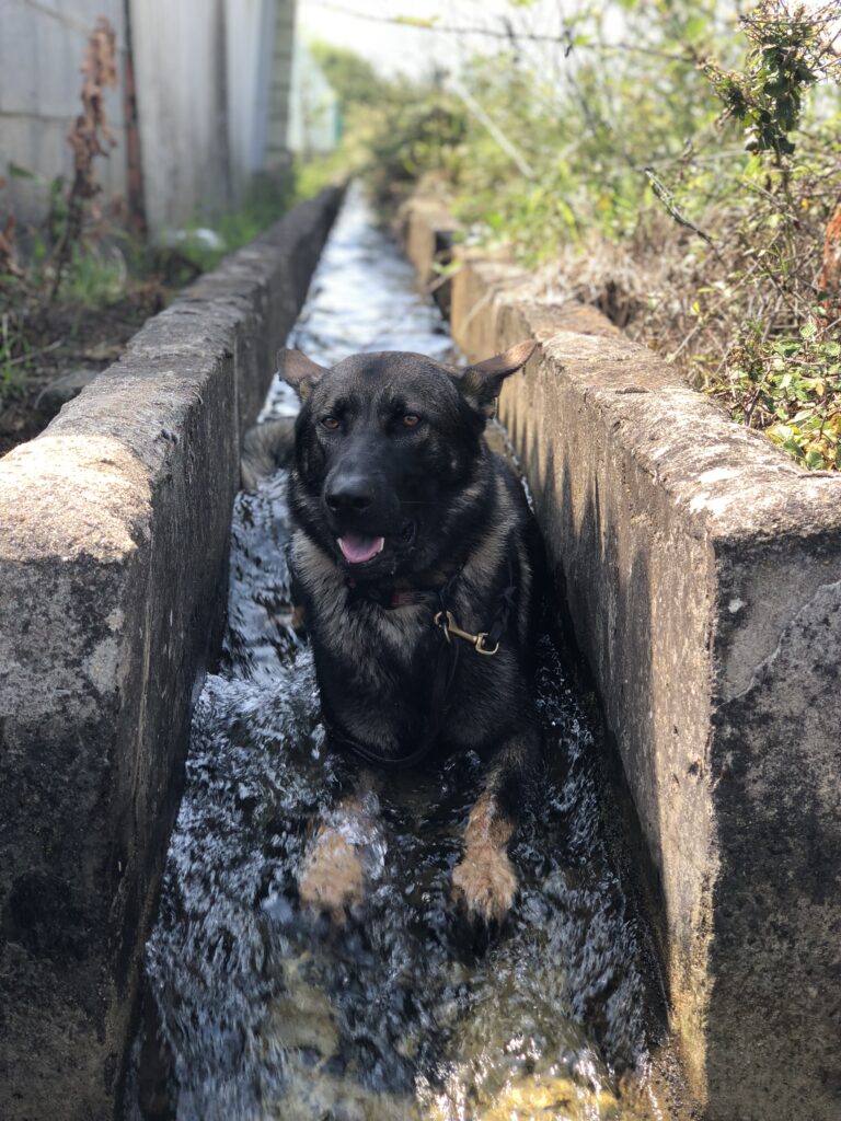 Never pass up a chance to cool off in a good drainage canal