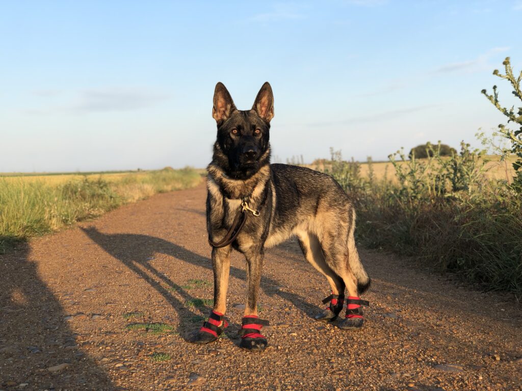 Clip-clopping along la Meseta in booties