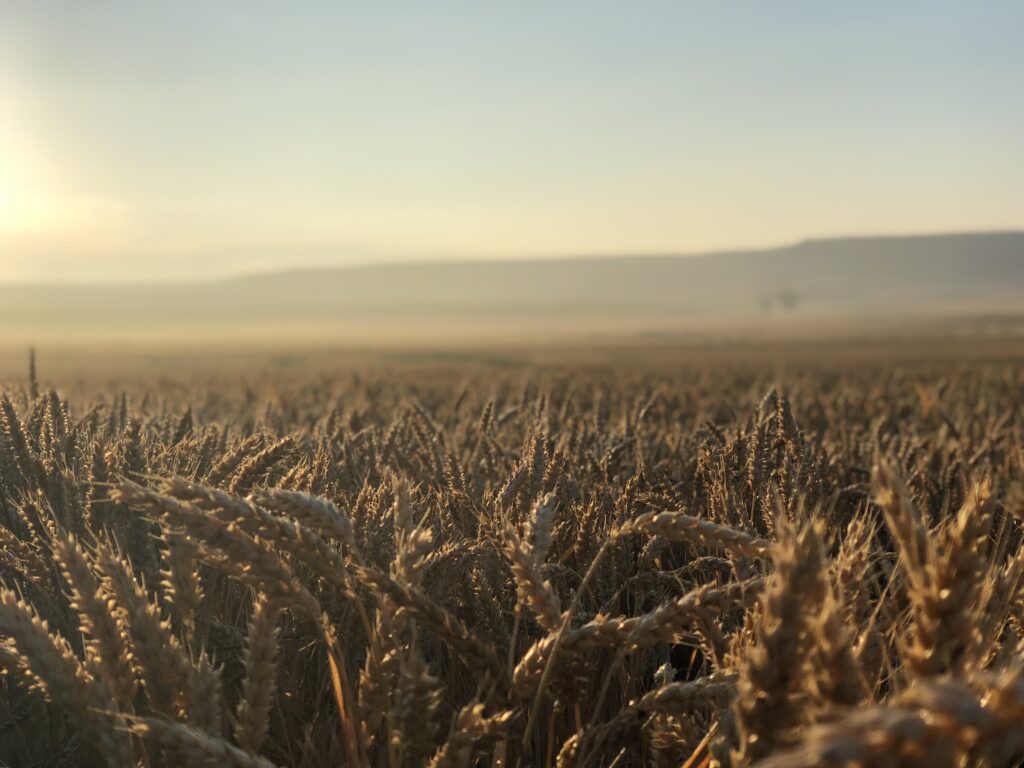 Endless wheatfields can be pretty...sometimes